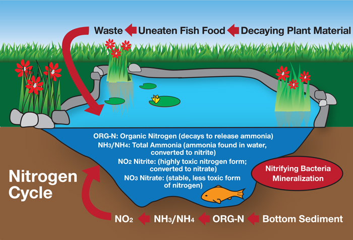 Nitrogen Cycle